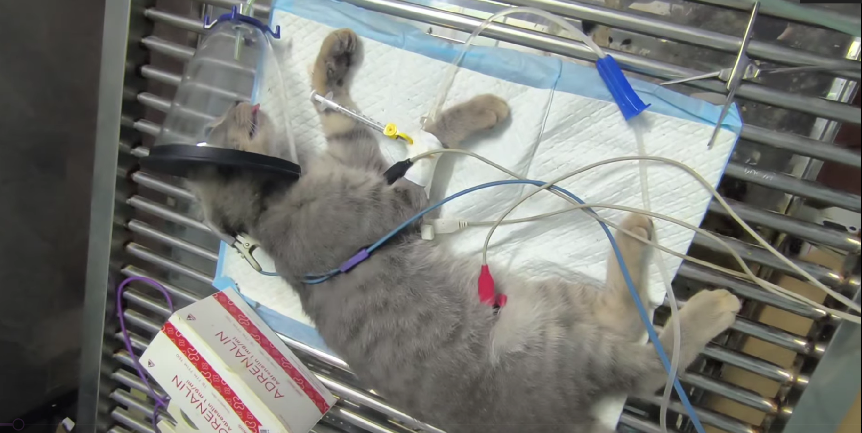 River’s Cry: The Wounded Cat Who Just Wanted to Live