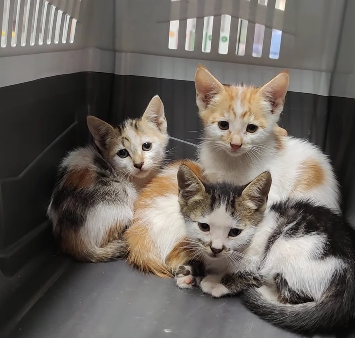 The Forgotten Ones: Stories of the Cats We Rescued