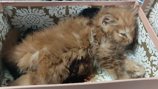 “Melinda’s Rescue: A Tiny Life Saved from the Streets”