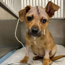 “Hope Is Fighting a Fever — and for His Life.”