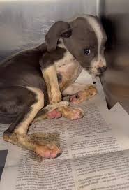 “Rose Is Freezing and Alone — Please Help Save Her.”