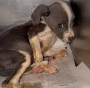 “Rose Is Freezing and Alone — Please Help Save Her.”