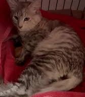 🌙 Luna’s Tiny Heart Still Beats for Hope 🌙