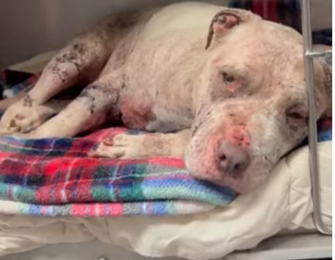 THEY POURED ACID ON HIS FACE - HELP SAVE RONNY💔